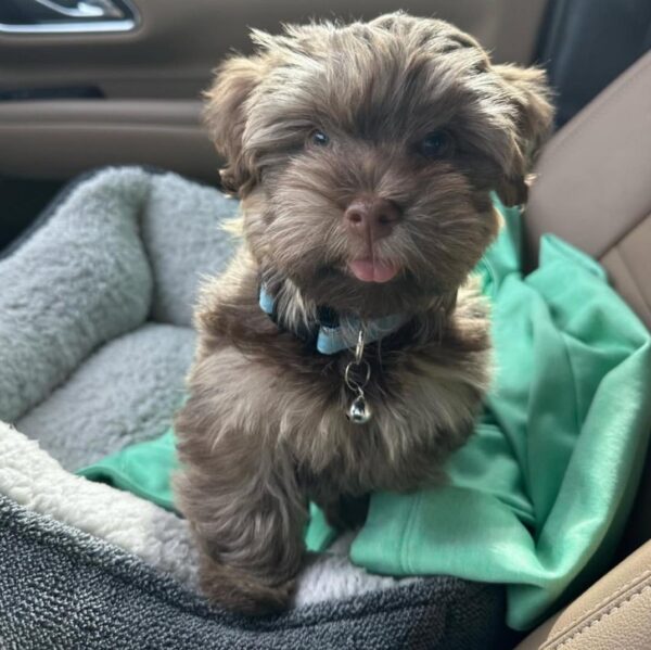 TEDDY