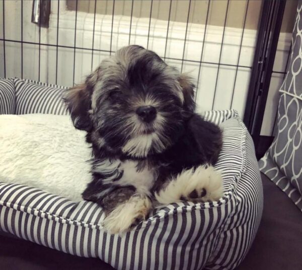 Mochi
